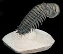 Crotalocephalina Trilobite - Great Detail #39795-2